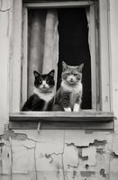 Plakat 53x81cm Para w Oknie