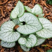 Brunera wielkolistna SILVER HEART Brunnera Do cienia Sadzonki doniczka 1L
