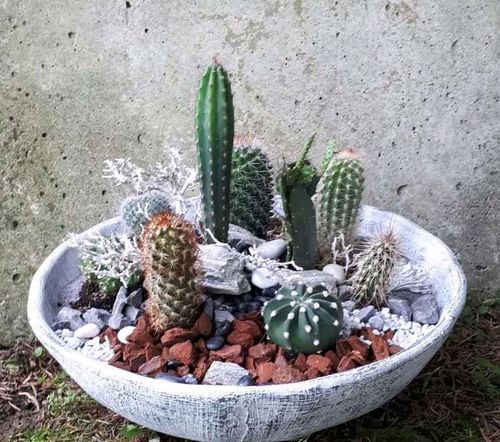 Kaktus mix zestaw 10 sztuk na Arena.pl