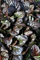 Dąbrówka rozesłana Mahogany - Ajuga reptans Roślina okrywowa do cienia