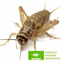 Świerszcze domowe duże (1,5 - 2 cm) - 100szt + legalna wysyłka
