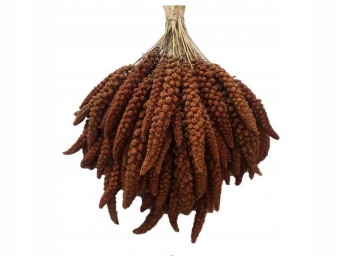 Proso senegalskie czerwone w kłosach 1kg zdjęcie 1