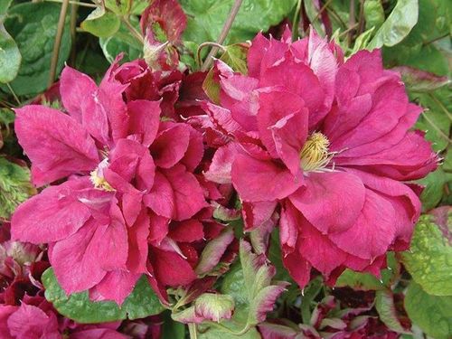 Powojnik Clematis Red Star C2 E na Arena.pl