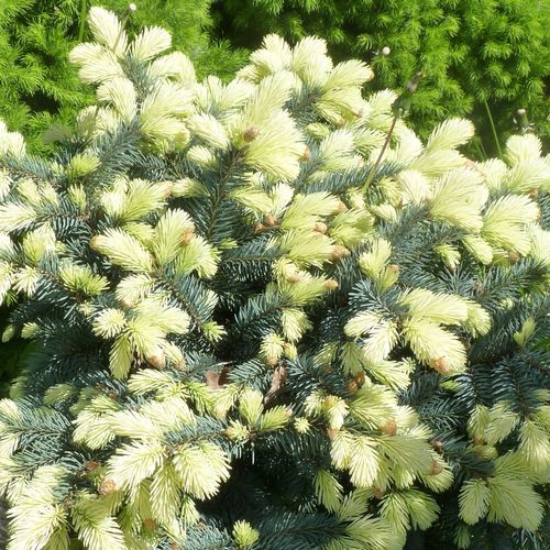 Świerk kłujący BIAŁOBOK Piękna barwa Szczepiony Sadzonki w doniczkach C3 na Arena.pl