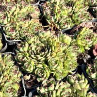 Rojnik 'Taurus' Na skalniak, Duża rozeta (Sempervivum) P9