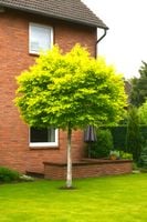 BRZOZA ŻÓŁTA szczepiona na pniu -  sadzonki 150 / 170 cm.