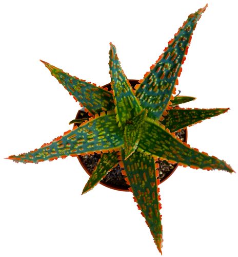 ALOES DANNYZ 15 cm na Arena.pl