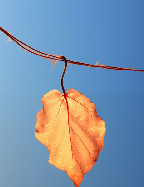 Plakat 50x65cm Ostatni Liść zdjęcie 1