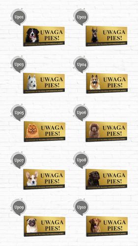 Tabliczka UWAGA ZŁY PIES PITBULL złota dibond na Arena.pl