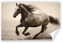 Fototapeta PREMIUM STRUKTURA ZMYWALANA koń w polu HD tapeta NA WYMIAR