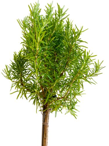 Rozmaryn Rosmarinus 45cm na Arena.pl