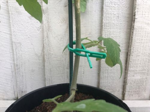 TG56594 OPASKI ZACISKOWE SPINKI OGRODNICZE TRYTYTKI DO ROŚLIN KLIPSY wielor na Arena.pl