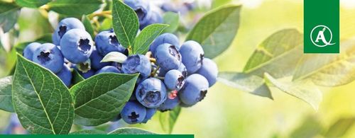 Nawóz Florovit Agro Complex NPK 12-11-18 25kg NISKA ZAWARTOŚĆ CHLORKÓW na Arena.pl