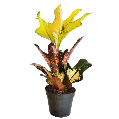Kroton WILM 40cm na Arena.pl