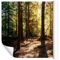 Fototapeta Las Drzewa ZIELEŃ 3D do Sypialni 368cm x 254cm