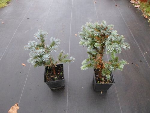 Świerk Glauca Globosa P9 na Arena.pl