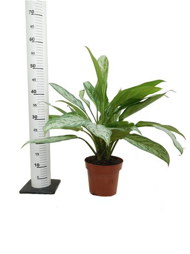 AGLAONEMA SILVER QUEEN COMPACT 50cm na Arena.pl