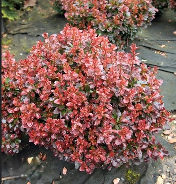 Berberys Thunberga BAGATELLE 10-30cm Rubinowy Skarb zdjęcie 4