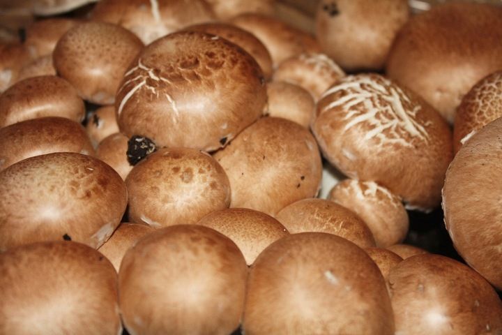 Grzybnia Pieczarka brązowa 10 kg zdjęcie 5