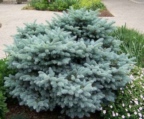 Świerk Glauca Globosa P9 na Arena.pl