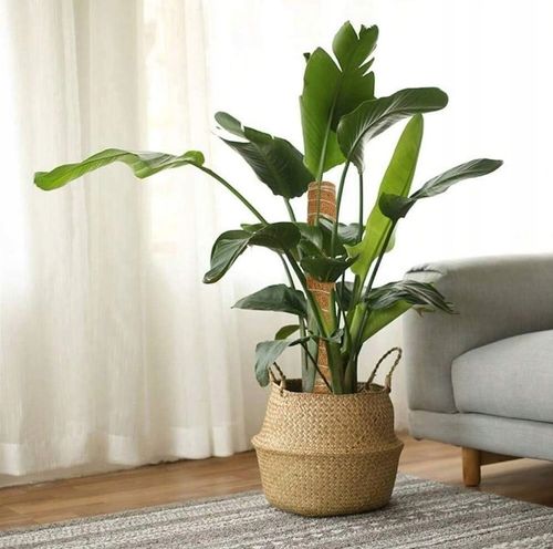 DUŻY KOSZ Z TRAWY MORSKIEJ PLECIONY WIKLINOWY OSŁONKA NA DONICĘ DO na Arena.pl