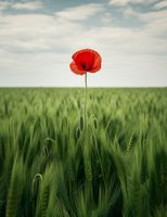 Plakat 50x65cm Samotny Mak na Polu