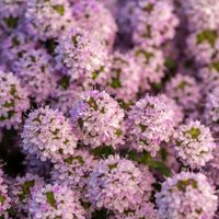 Macierzanka długolistna (Thymus longicaulis) Doniczka 0.5L