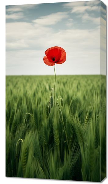 Obraz 50x90cm Samotny Mak na Polu zdjęcie 1