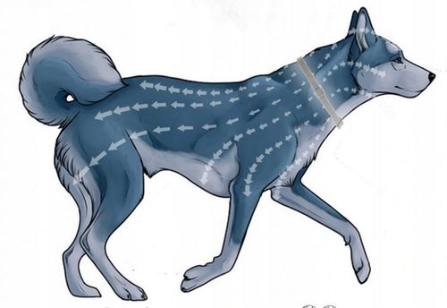 OBROŻA NA PASOŻYTY DLA PSA DO 8KG 40CM 8 MIESIĘCY DZIAŁANIA na Arena.pl