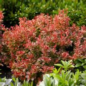 Berberys Thunberga FLORENCE RED 10-30cm Intensywnie Czerowny
