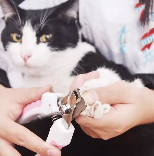 obcinaczki do pazurów dla psa na Arena.pl