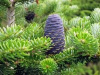 P9 JODŁA KOREAŃSKA 7-15 CM. HURT 50 SZTUK