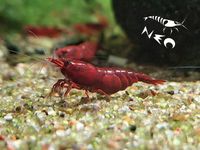 Krewetki CZERWONE 20+2 szt GWARANCJA Bloody Mary Krewetka Red Cherry Sakura