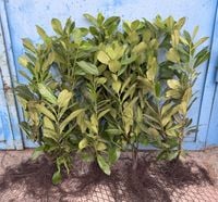 Laurowiśnia Novita 50-80cm sadzonki na żywopłot KILKUPĘDOWE I SORT