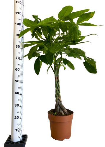 PACHIRA WODNA 110 cm na Arena.pl