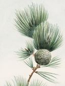 Plakat 60x80cm Gayo Matsu Pine, Morikaga Japoński Vintage