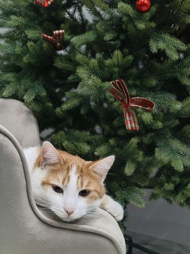 BOMBKI nietłukące CHOINKOWE wzory ZESTAW BOMBEK 6 cm 40 szt na Arena.pl