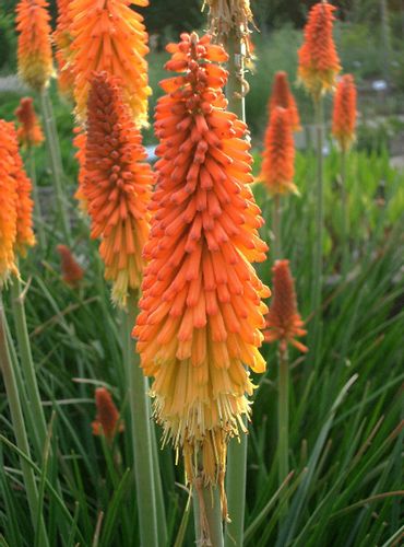 TRYTOMA Grandiflora Mixture - sadzonki w don. !!! NW na Arena.pl