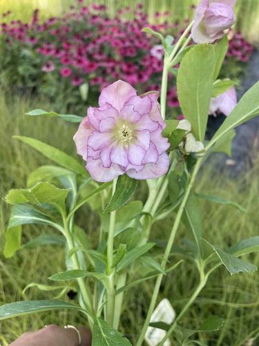 CIEMIERNIK HELLEBORUS DOUBLE ELLEN PICOTEE sadzonka 2 letnia doniczka na Arena.pl