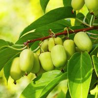 Mini Kiwi Aktinidia ostrolistna Obupłciowe (Actinidia arguta) Doniczka 3.0L