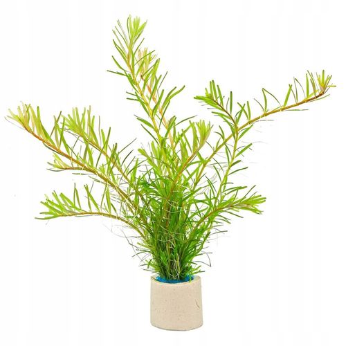 Zestaw roślin łatwych w uprawie 3 plany + GRATIS na Arena.pl