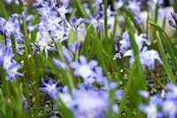 Śnieżnik lśniący Blue Giant na skalniak