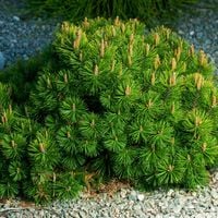 Sosna górska - kosodrzewina 'Pumilio' (Pinus mugo) Doniczka 2.0L