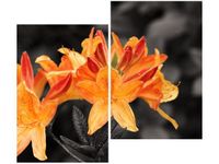 80X70CM SOCZYSTA AZALIA DUO OBRAZ