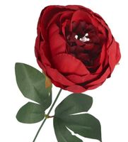 PIWONIA PEONIA GAŁĄZKA POJEDYNCZA DUŻA JAK ŻYWA