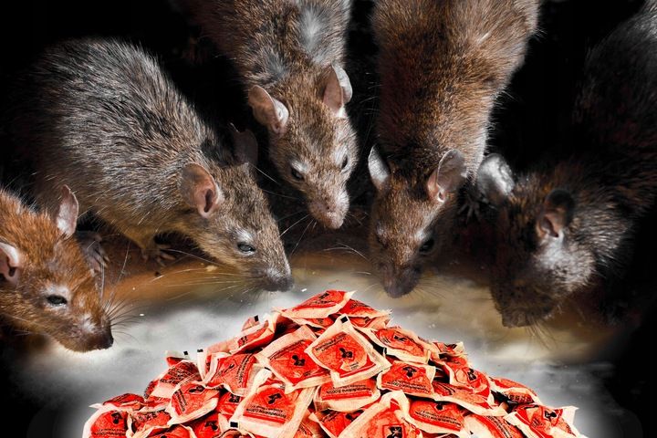 STRONG TRUTKA PASTA na GRYZONIE 3 kg bromadiolon zdjęcie 5