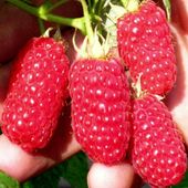 MALINA - LASZKA WCZESNA - SMACZNA PAKIET 10 MALIN