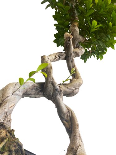 Bonsai Fikus Microcarpa GINSENG 140 cm na Arena.pl