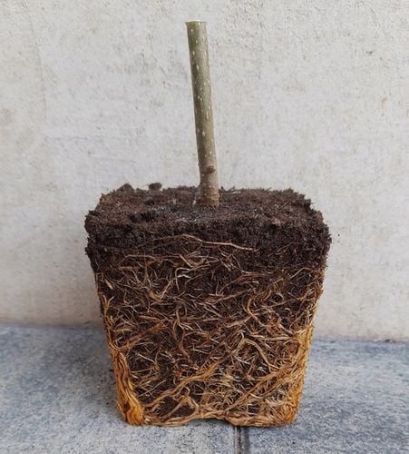 Drzewo tlenowe Paulownia Shan Tong Już zdrewniała przyrost roczny 3 na Arena.pl