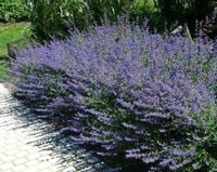 KOCIMIĘTKA FAASSENA sadz. w doniczkach MIODODAJNA